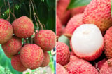 3 thực phẩm kỵ với vải, ăn chung là rước thêm bệnh vào thân