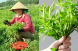 Chị nông dân Phú Yên đổi đời nhờ rau ngổ: Cây nhà lá vườn, dễ trồng, thu nhập chục triệu mỗi tháng