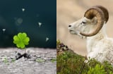 4 con giáp giàu sụ cuối 2025: Tháng 7 thần tài gõ cửa, tháng 8 tình yêu nở rộ, tháng 9 tiền đầy ví
