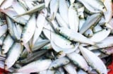Loại cá Việt rẻ bèo được Mỹ ca tụng là ‘kho báu dinh dưỡng’ – Tốt hơn cả sâm nhung, bán đầy chợ
