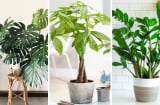 5 loại cây 'giữ của, chiêu tài' 10 nhà trồng thì 9 nhà giàu: Nhà bạn có không?