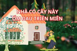 Người xưa dặn: 5 cây ác trước nhà Chặn Cửa Thần Tài, Hút Vận Xui, cây càng xanh tốt, người càng hao kiệt