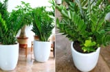 Trong nhà đặt cây kim tiền ở vị trí này là tốt nhất, chỉ cần 1 là tài lộc đến ào ào
