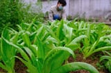 1 Nắm rau này bằng 3 tô canh xương, nấu lên thơm lừng cả bếp