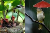 Tổ chim thường hướng lên trời khi mưa bão thì sẽ ra sao? Hóa ra chúng rất thông minh đã tính rất kỹ lưỡng