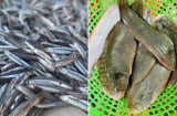 5 loại cá tự nhiên thịt ngon, giá rẻ, không thể nuôi nhân tạo, đi chợ gặp được phải mua ngay