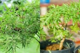 Cây đinh lăng trong phong thủy: Biểu tượng bảo hộ và hút tài lộc trong nhà ở Việt