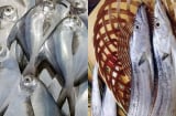 4 loại cá tự nhiên 'không nuôi nổi' nhưng giá rẻ bất ngờ, thịt ngon miễn bàn – gặp là nên mua ngay