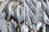 4 loại cá tự nhiên không thể nuôi nhân tạo, giá rẻ: Đi chợ gặp phải mua liền