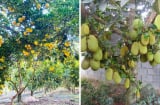 4 loại cây phong thủy 'hút lộc' tromg sân: Cây còn tài lộc còn, chặt mất là dại