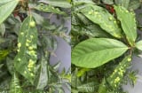 Lý do lá sung nhiều nổi nốt sần: Loại lá này có ăn được không?
