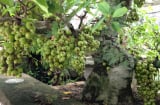 Trồng cây sung trong nhà, nhằm đúng vị trí này để hút tài lộc, gọi may mắn