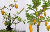Vì sao người xưa trồng cây khế như biểu tượng Phúc Lộc Sung Túc zvà May Mắn?
