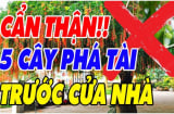5 loại cây Âm Khí Cao Phá Tài: Trồng trước nhà nào nhà đó nghèo khổ, túng thiếu, đó là cây gì?