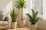 5 loại cây cảnh giúp tăng vượng khí, hút tài lộc: Bí quyết phong thủy người thông minh luôn áp dụng