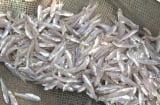 6 loại cá tự nhiên giá rẻ bổ dưỡng như nhân sâm, tổ yến: Gặp là mua ngay kẻo hết