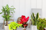 7 cây cảnh dễ trồng lại Thu Hút Thần Tài, đặt đúng vị trí thì cải thiện phong thủy, tài lộc tới tấp