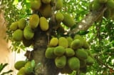 Cảnh báo: Đừng chặt 4 loại cây này trong vườn kẻo 'mất lộc, tán tài'