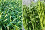 Chuyên gia cảnh báo: Ăn sống những loại rau này rất dễ nhiễm sán