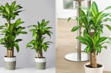 Trồng cây Thiết Mộc Lan thu hút tài lộc nhưng rất kỵ với người này, cẩn trọng để không rước xui xẻo