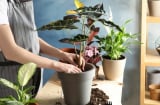 5 thứ phá tan Đại Vận, giữ cố trong nhà vợ chồng tối ngày cãi vã