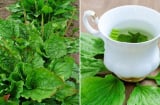 Cây mã đề mọc hoang khắp nơi lại là vị thuốc quý: Có 7 bài thuốc từ cây mã đề, ai cũng nên biết