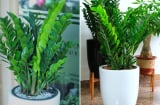 Loại nước tốt nhất cho cây kim tiền, mỗi tuần tưới 1 lần, chồi non mọc lên tua tủa