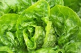4 dấu hiệu vạch trần xà lách 'tắm' thuốc sâu, đừng thấy tươi ngon mà mua vội về