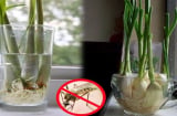 Đặt nắm lá này trong phòng muỗi sợ không dám vo ve, cả nhà yên tâm mà ngủ