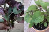 Mẹo trồng tía tô bằng cành, cắm xuống đất là xanh tốt, có rau ăn quanh năm