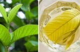 Uống nước lá ổi chữa tiểu đường mỗi ngày có hiệu quả không? Bác sĩ Bạch Mai cảnh báo sai lầm