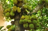 4 loại cây tuyệt đối không nên chặt trong vườn – giữ lại để hút tài lộc, gia chủ phát đạt quanh năm!