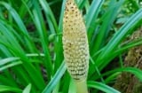 Cây dại giá 280.000/kg, từng bị coi là cỏ hoang nay thành 'nhân sâm làng quê'