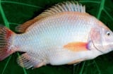Gặp 6 loại cá này ở chợ phải mua ngay: Cá tự nhiên giá rẻ, bổ hơn cả tổ yến nhân sâm