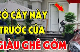 5 cây trồng vào nhà nào nhà đấy không giàu cũng No Nê Lộc, là cây gì?