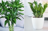 Đặt 4 loại cây phong thủy này trong phòng khách, gia chủ vận đỏ như son, tiền vào như nước