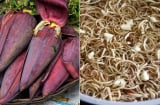 Hoa chuối thái ra ngâm trong nước pha loại gia vị này, để lâu vẫn trắng giòn, không bị thâm đen