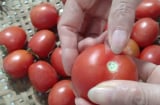 Cà chua mua về đừng thả ngay vào tủ: Làm cách này tha hồ để cả năm không hỏng