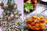 Loại quả giá vài nghìn đồng đang vào màu được ví như nhân sâm của người nghèo, tốt như tiên dược