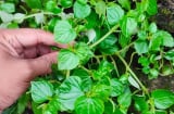 Nghề lạ: Trồng cây mọc trên hàng rào, 45 ngày thu về tiền triệu