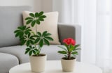 Đặt đúng 4 loại cây phong thủy này trong phòng khách, tiền tài kéo về ào ào không kịp đếm