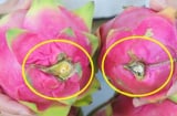 Mẹo chọn thanh long ngọt lịm: Nhớ 5 điểm này, không bao giờ mua nhầm