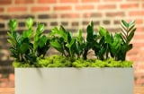 Trồng cây kim tiền: 3 đại kỵ nên tránh để cây luôn xanh tốt, chiêu tài, vượng khí quanh năm