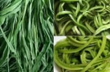 Loại rau Việt đắt hơn thịt, bổ ngang nhân sâm: nhiều nhưng ít ai biết ăn đúng cách