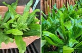 Mẹo trồng rau mùi tàu (ngò gai) lá to, xanh mướt, tha hồ có rau ăn quanh năm