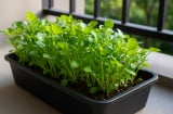 Rau cải xoong: Trồng một lần ăn cả năm, giàu canxi gấp đôi sữa giúp trẻ cao lớn khỏe mạnh