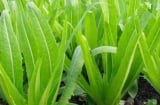 Loại rau giàu canxi gấp nhiều lần sữa, ăn sống hay nấu chín đều cực tốt cho xương