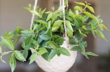 6 loại cây phong thủy giúp dưỡng người, trấn trạch, mang lại may mắn và bình an