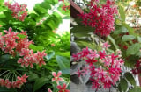 Ý nghĩa và lưu ý khi trồng hoa sử quân tử: Loài hoa đẹp, thơm, phong thủy tốt nhưng cần cẩn trọng