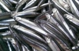7 loại cá nên mua ngay khi đi chợ: bổ hơn cả nhân sâm, sạch không hóa chất, giá cực rẻ
